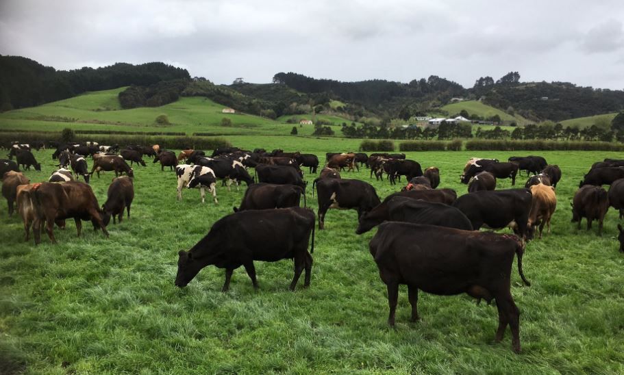 A 15-year journey - From Co. Monaghan to milking 480 cows in New Zealand