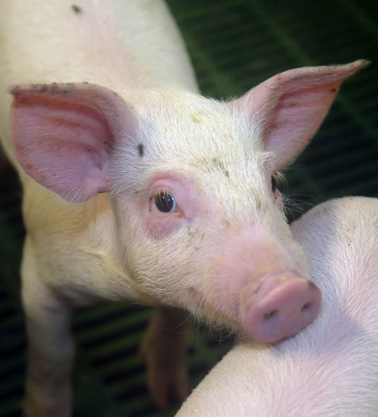 'Making pig farming great again' the theme of this year's Pig Health Society Symposium