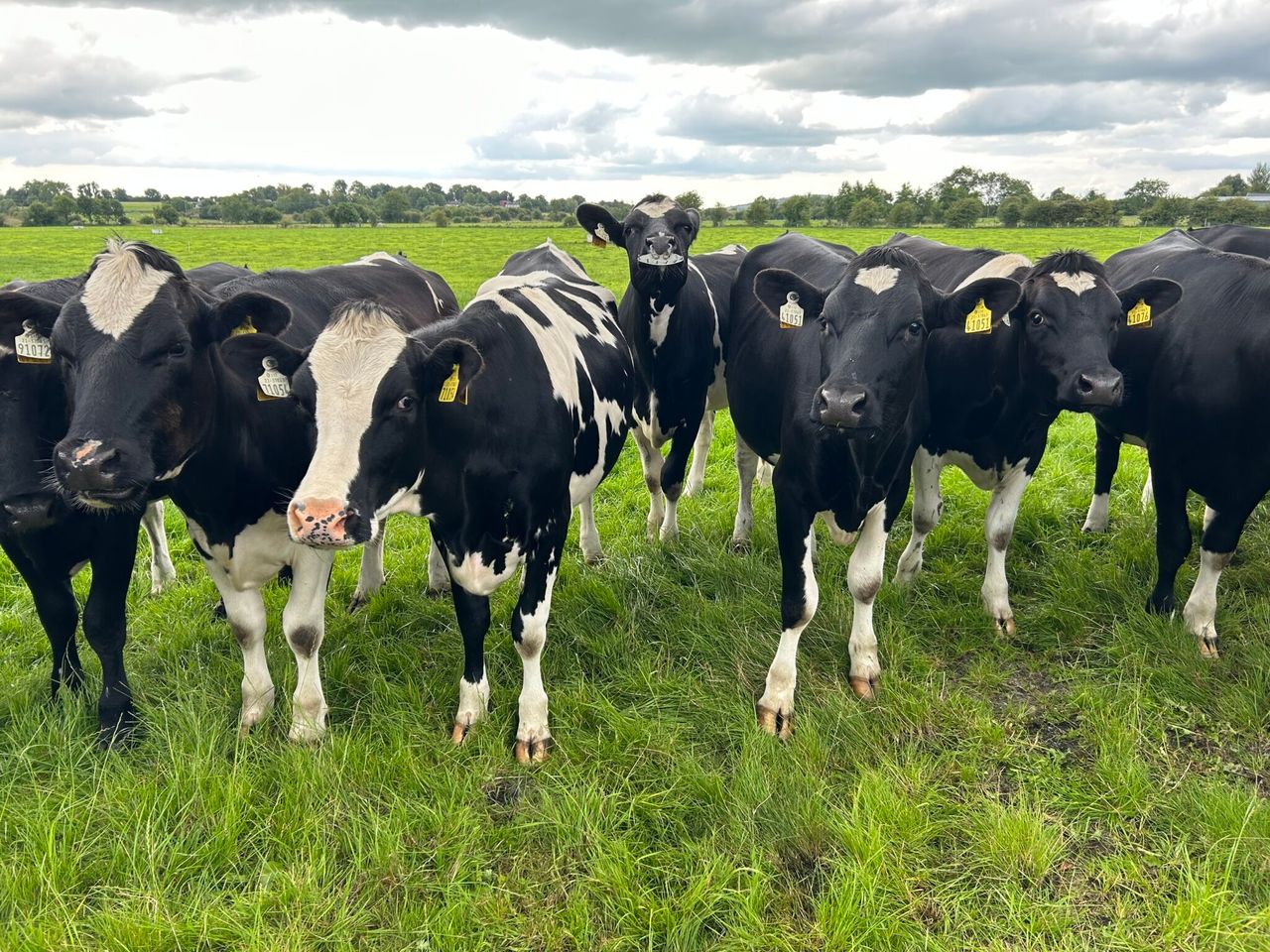 Ensuring that weanling and in-calf heifers are on target