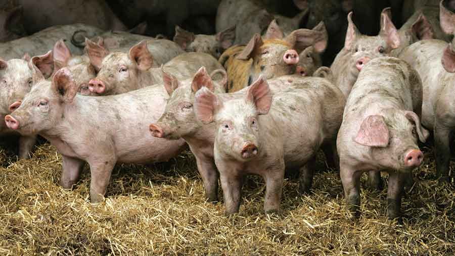 Over 34,500 pigs culled in China in the past week due to ASF outbreaks