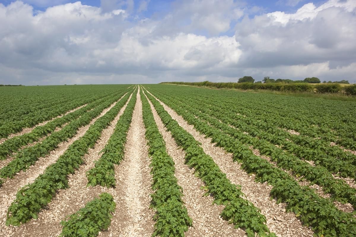 Potato plantings increase 2.8% after record low area in 2015