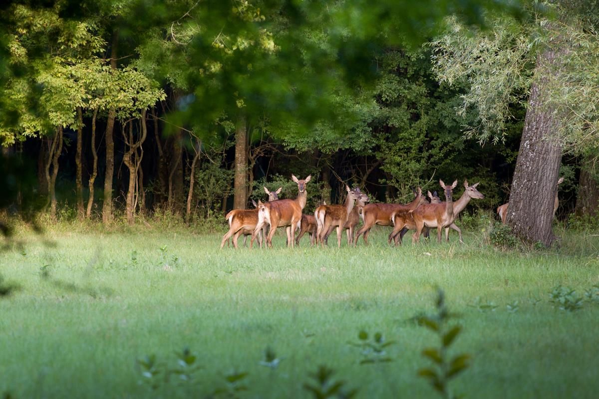 Deer carcass and firearms seized after vehicle is stopped