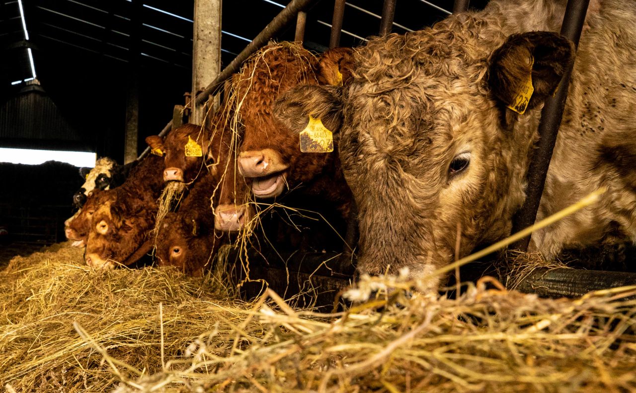 Field trials for TB vaccine and skin test kickstarted in England