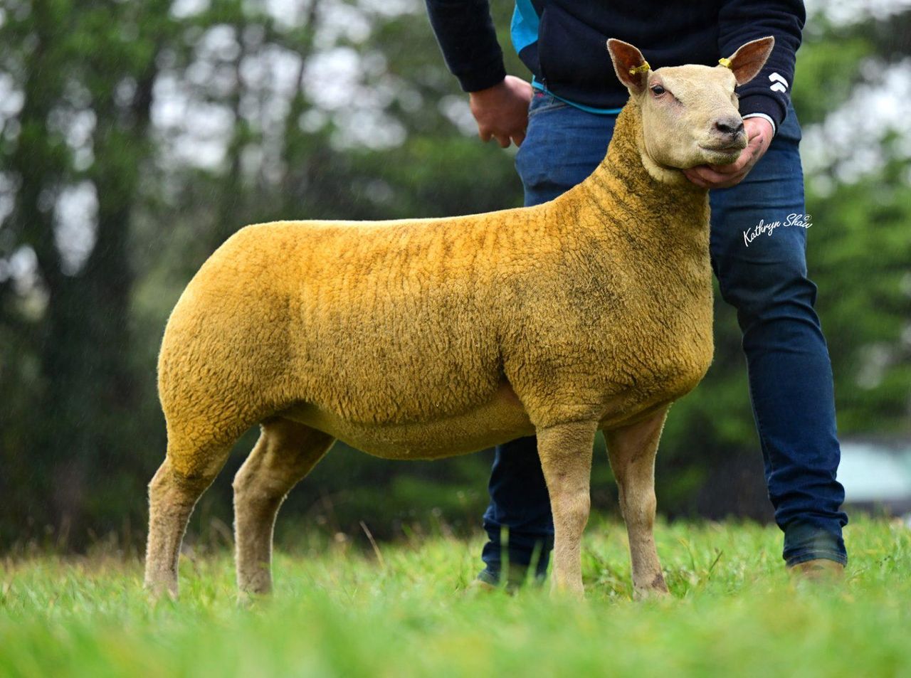 Springhill flock tops NI Charollais female sale for sixth time in 9 years