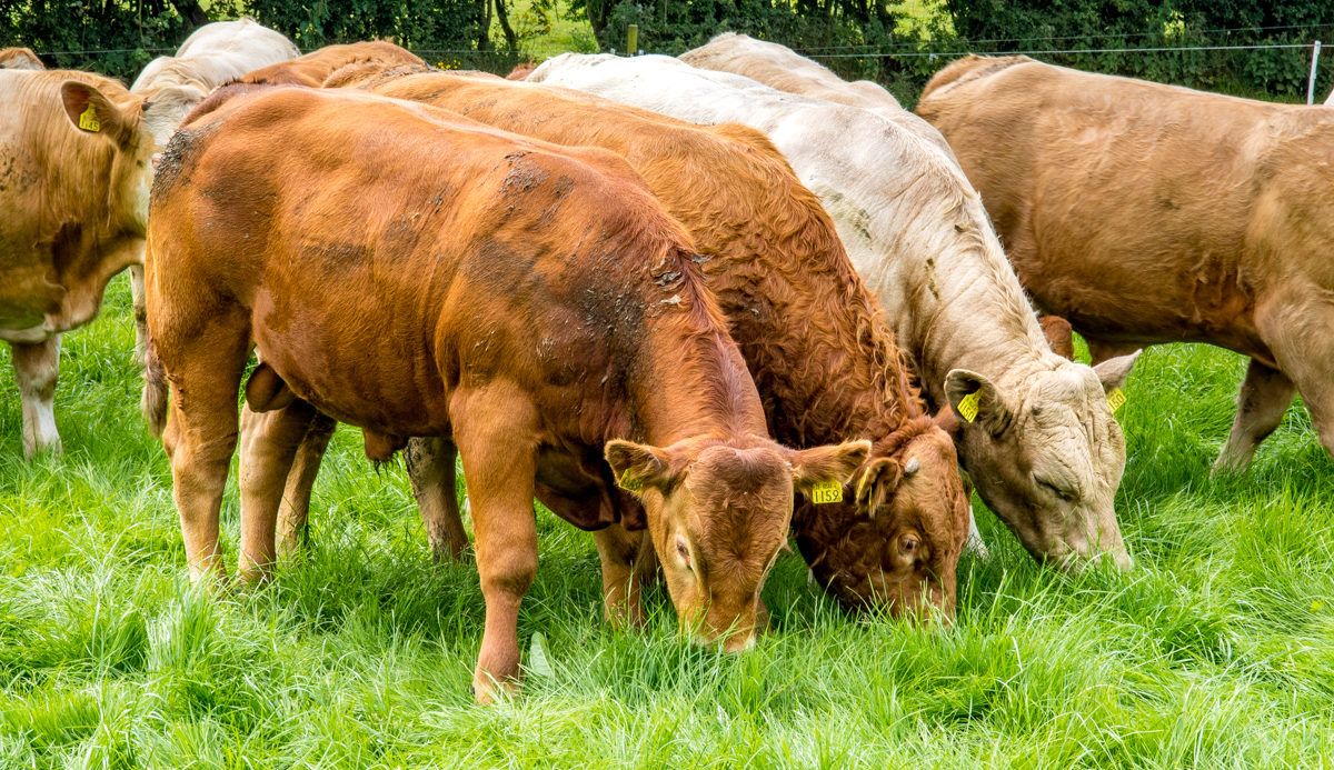 NI farmers warned All-Ireland PGI ‘may not be practical’