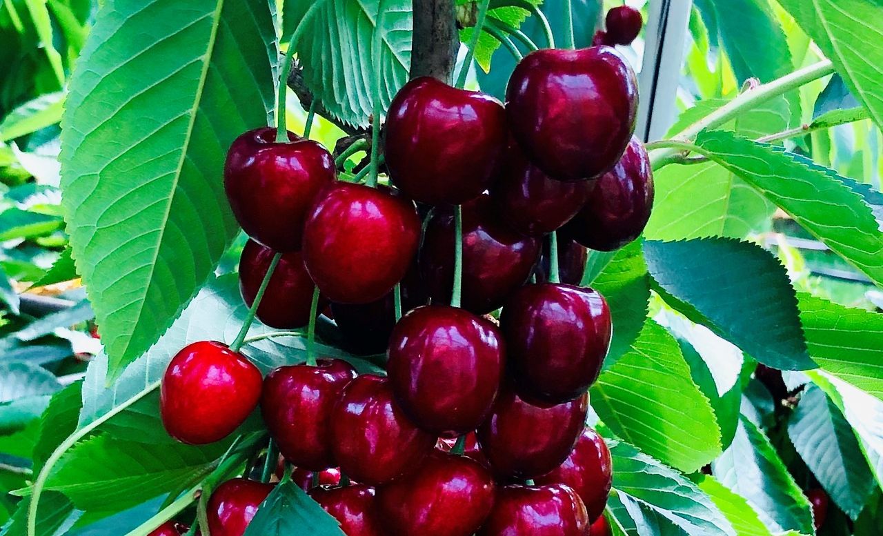 UK growers expect a healthy 2020 cherry season