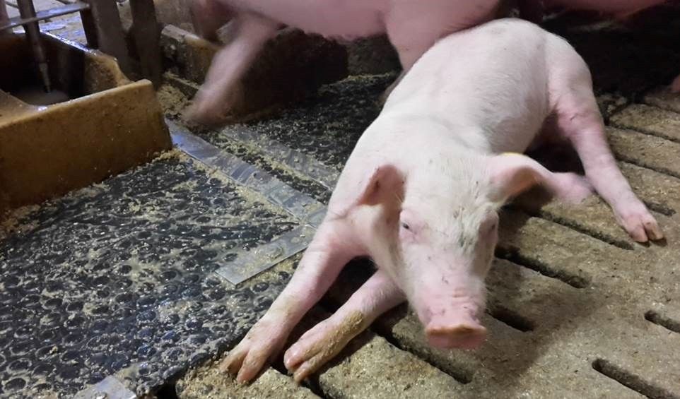 Emerging disease causes pig vaccine sales to soar