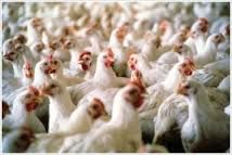 70% of UK supermarket chicken positive for campylobacter