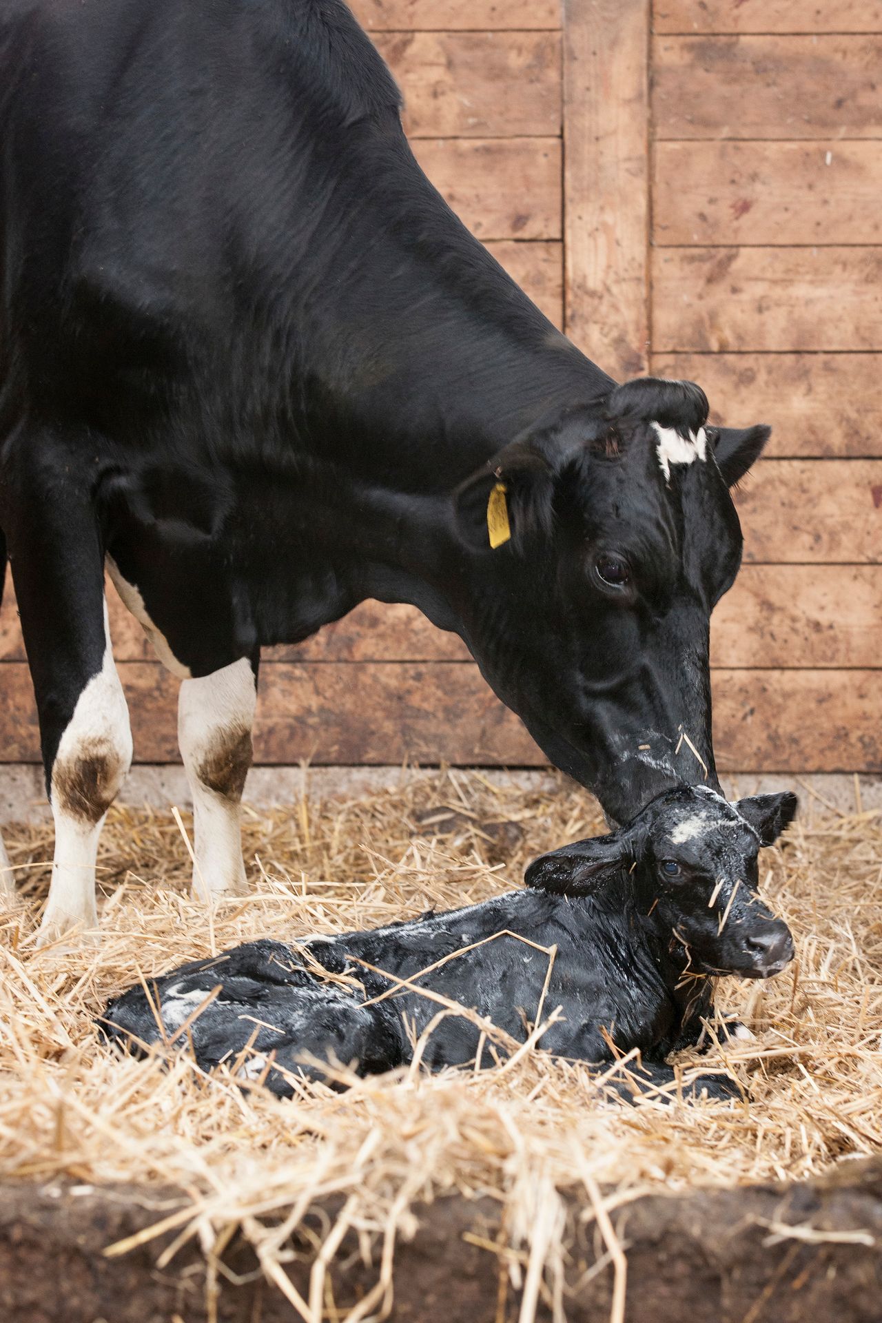 Live yeast supplement secures authorisation for use in calves until 2030