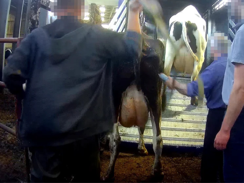 Arla investigation into alleged abuse at dairy farm 'ongoing'