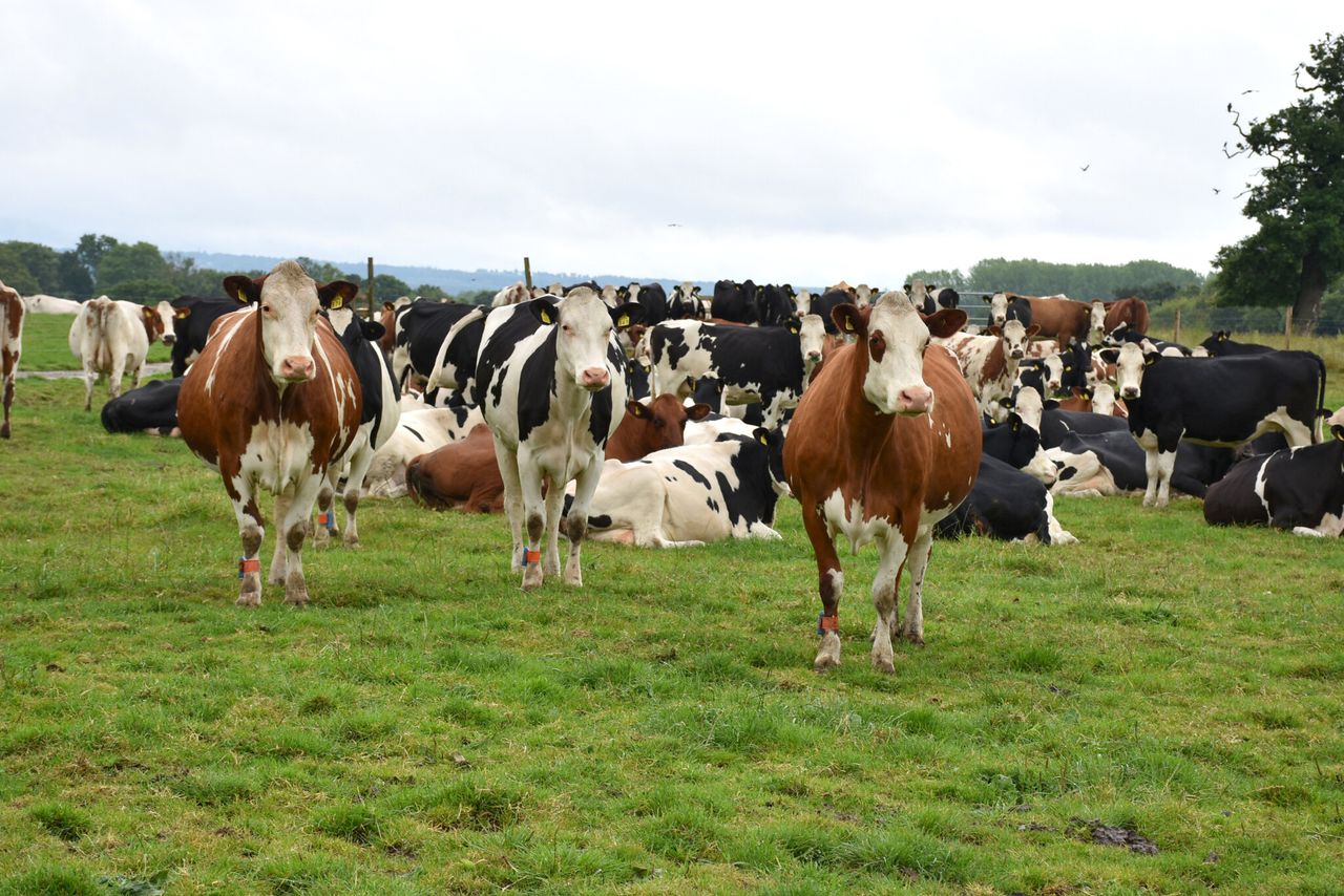 Dairy Focus: Better fertility and milk quality from crossbred herds