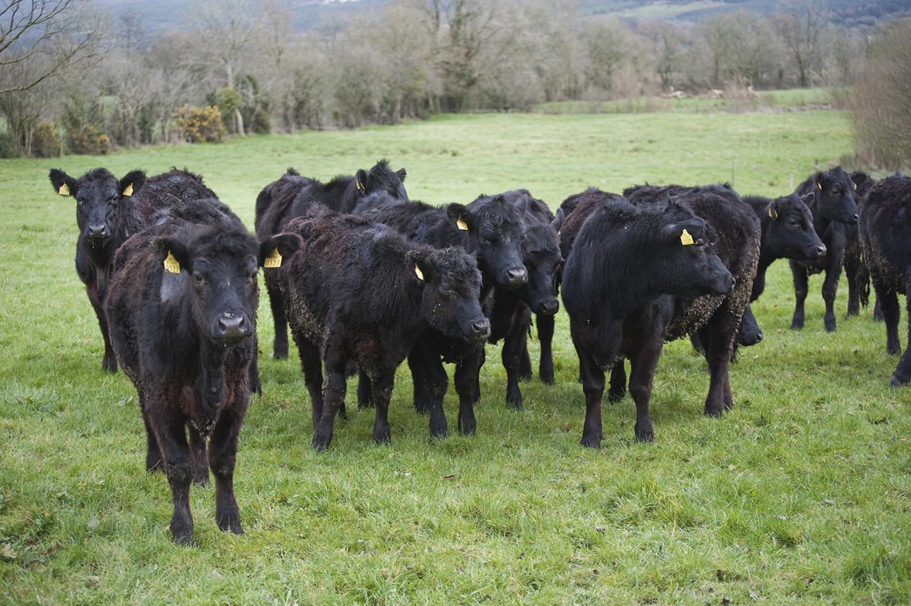 South American countries catch on to Angus beef