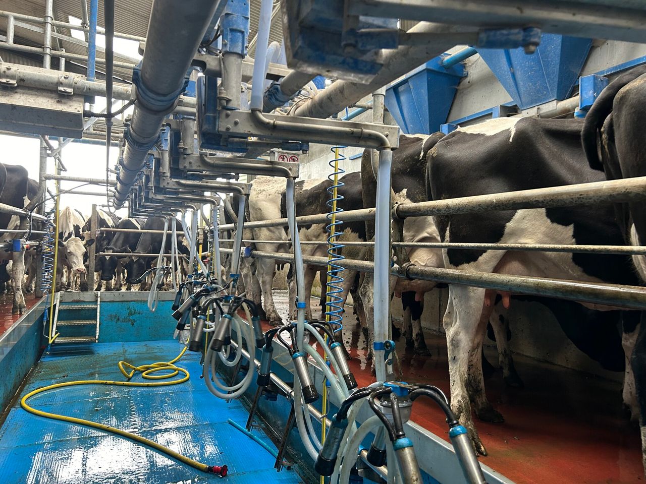 Is once-a-day milking the right option for you this spring?