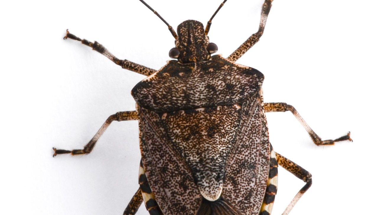 Winning projects announced to tackle key pests and diseases