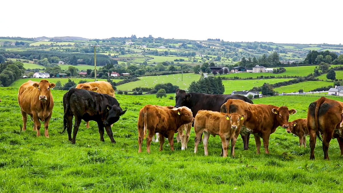 Edwin Poots lays out future for farm support in Northern Ireland