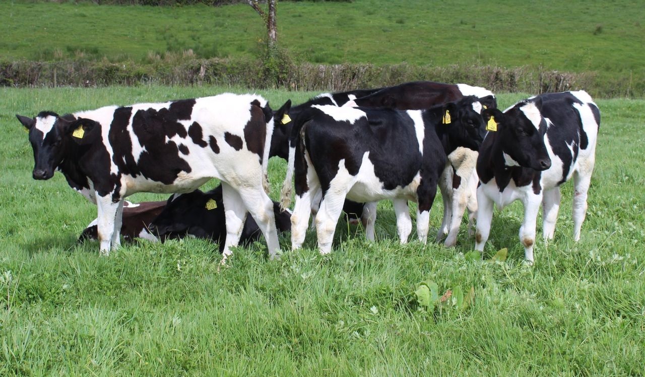 RABDF Farm Health Management Awards open to ag and vet students