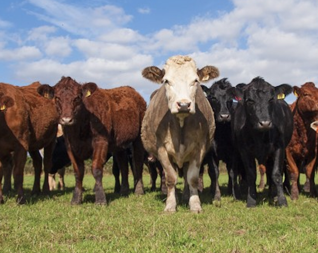 Meat factories categorically deny they are subverting free trade