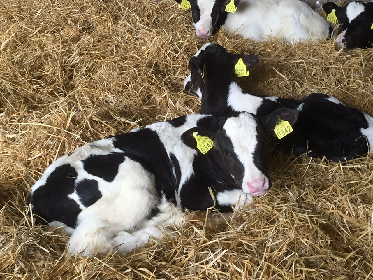 New BVD compensation scheme in the North now open for claims