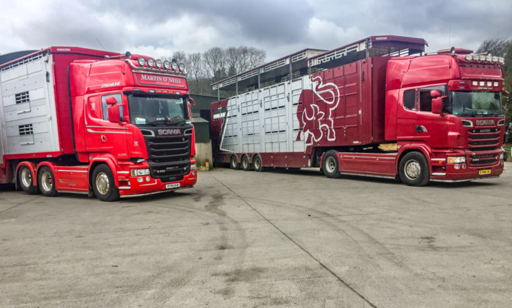 Live exports: Over 80% rise in cattle exported to Northern Ireland in 2021