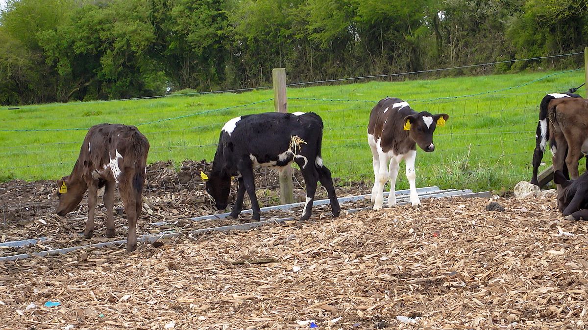 Fonterra moves to stop calf slaughtering on farms
