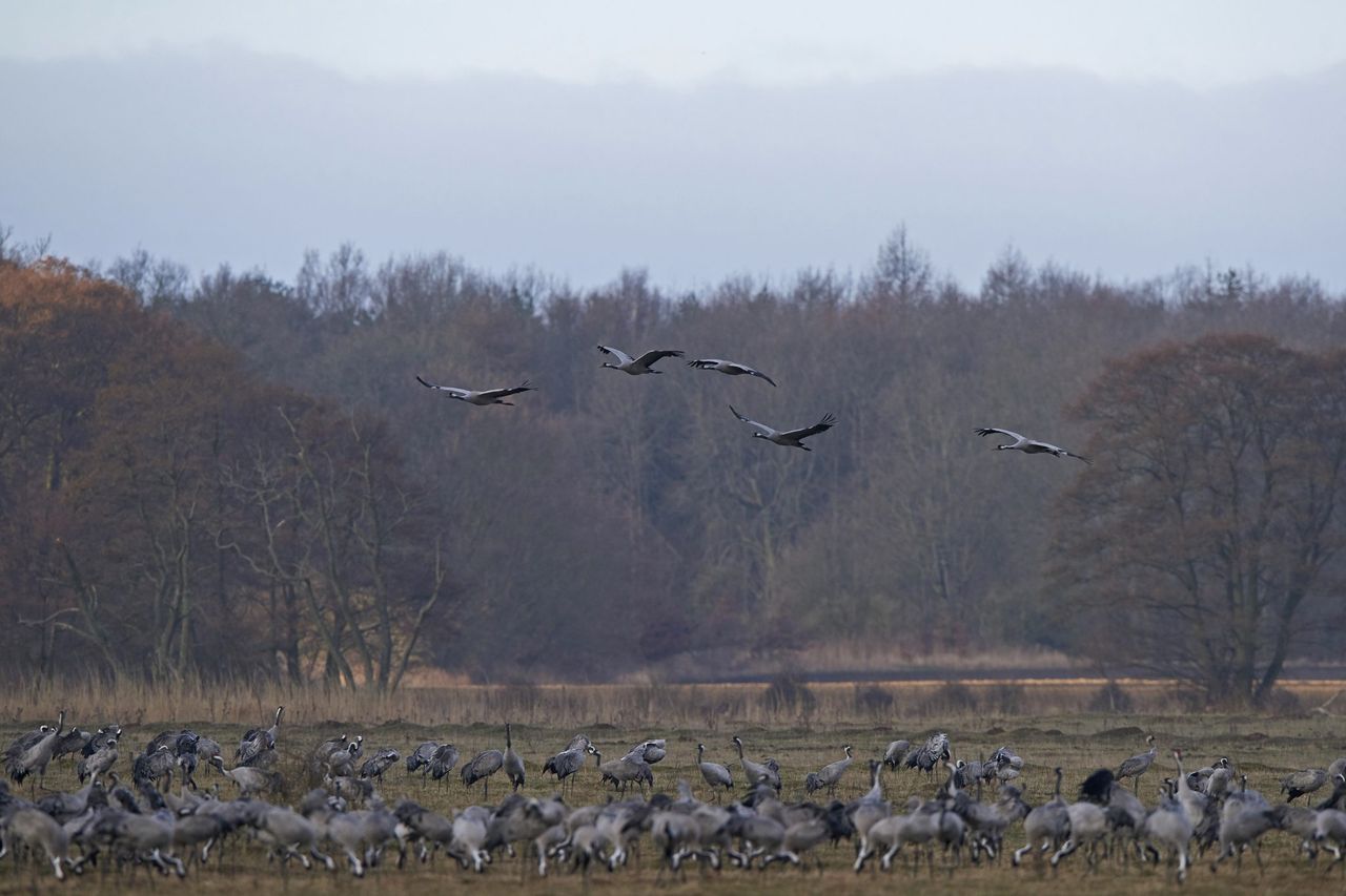 Free rewilding course aimed at farmers and policymakers