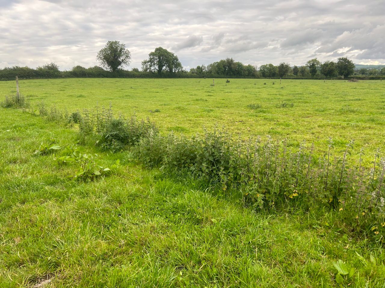 Weed control needed as warm weather drives growth