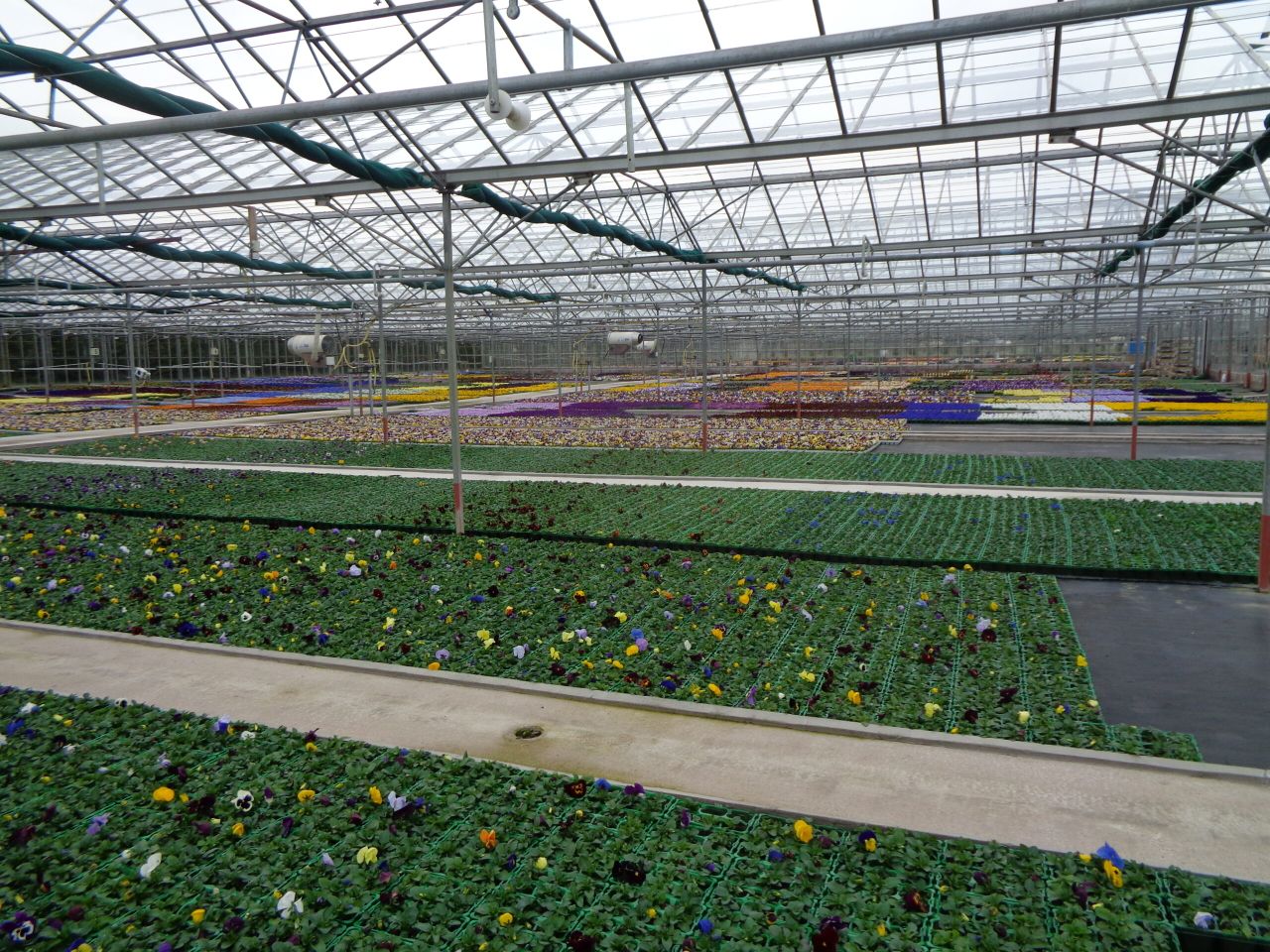 ‘Lifeline’ for plant and flower growers as garden centres set to reopen