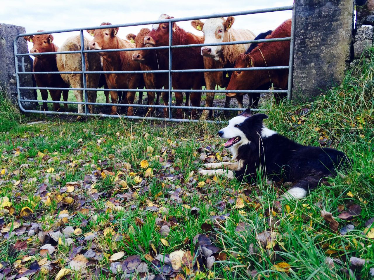 You've one week left to micro-chip and register your dog