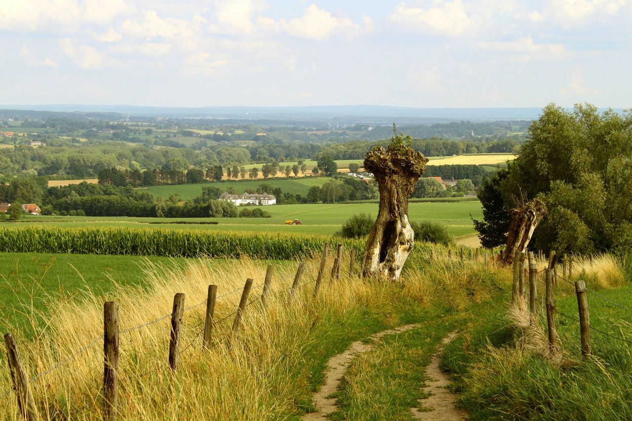 CLA warns of crop damage caused by walkers not sticking to paths