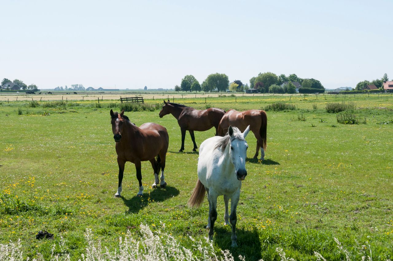 Muir moves to improve equine traceability in Northern Ireland