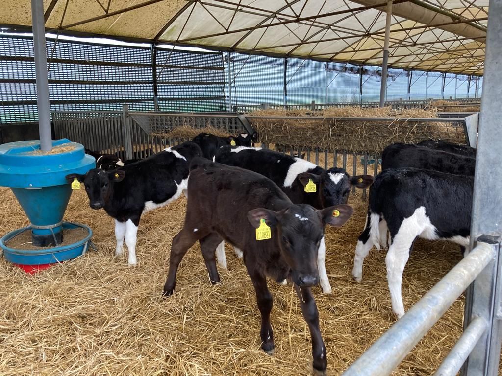 3-day sanitation plan to prepare pens for the next calving season