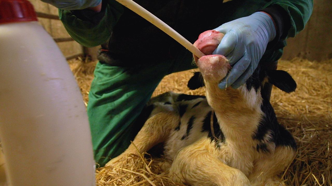 Dairy advice: Stomach tubing calves