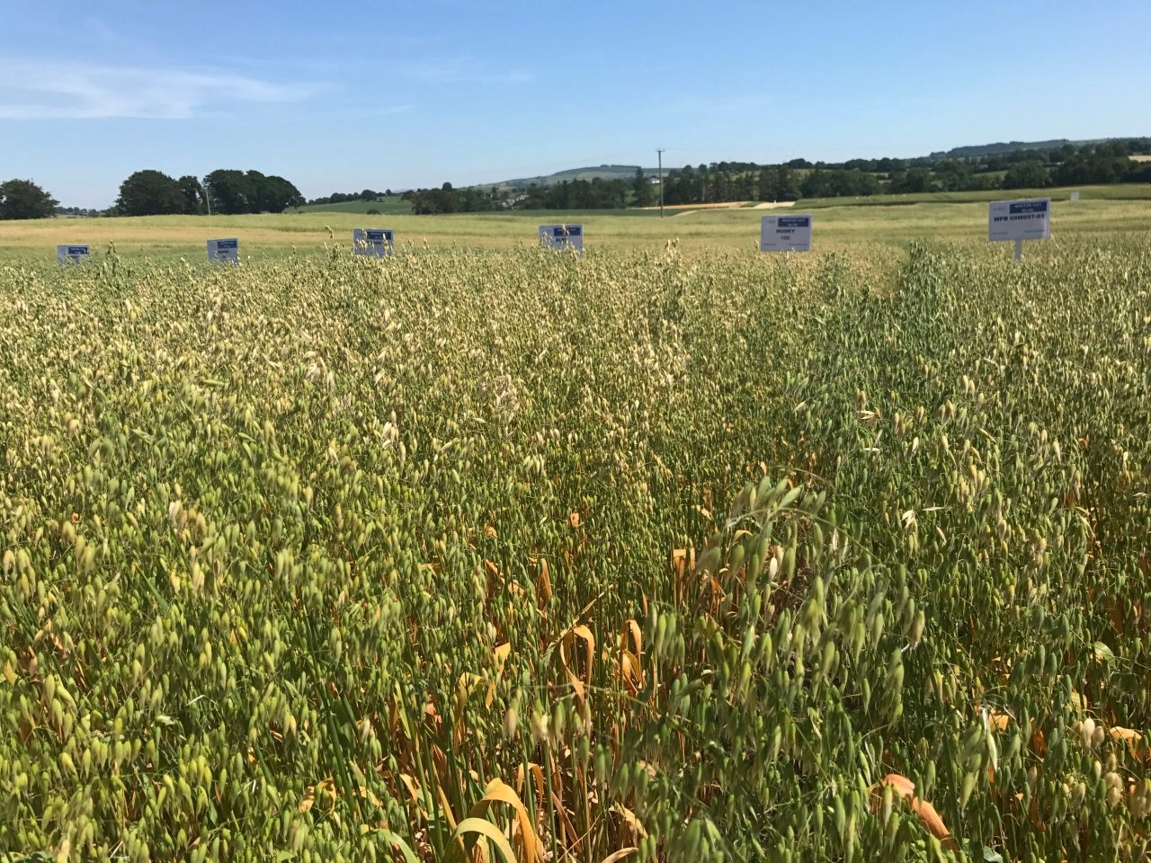 Teagasc Oak Park to host ‘Healthy Oats’ trials visit