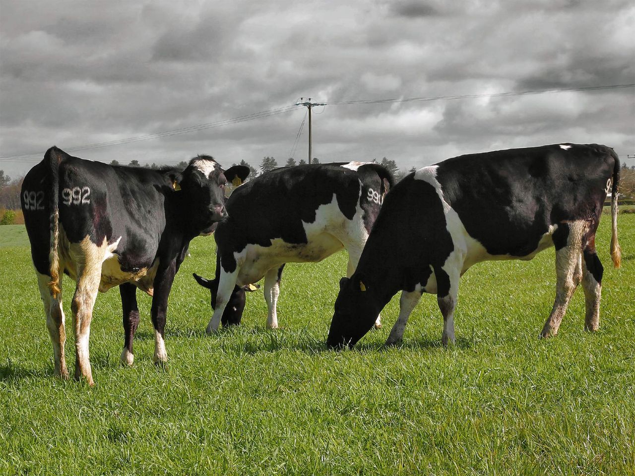 Use of sexed semen ‘increased rapidly’ in NI dairy herds