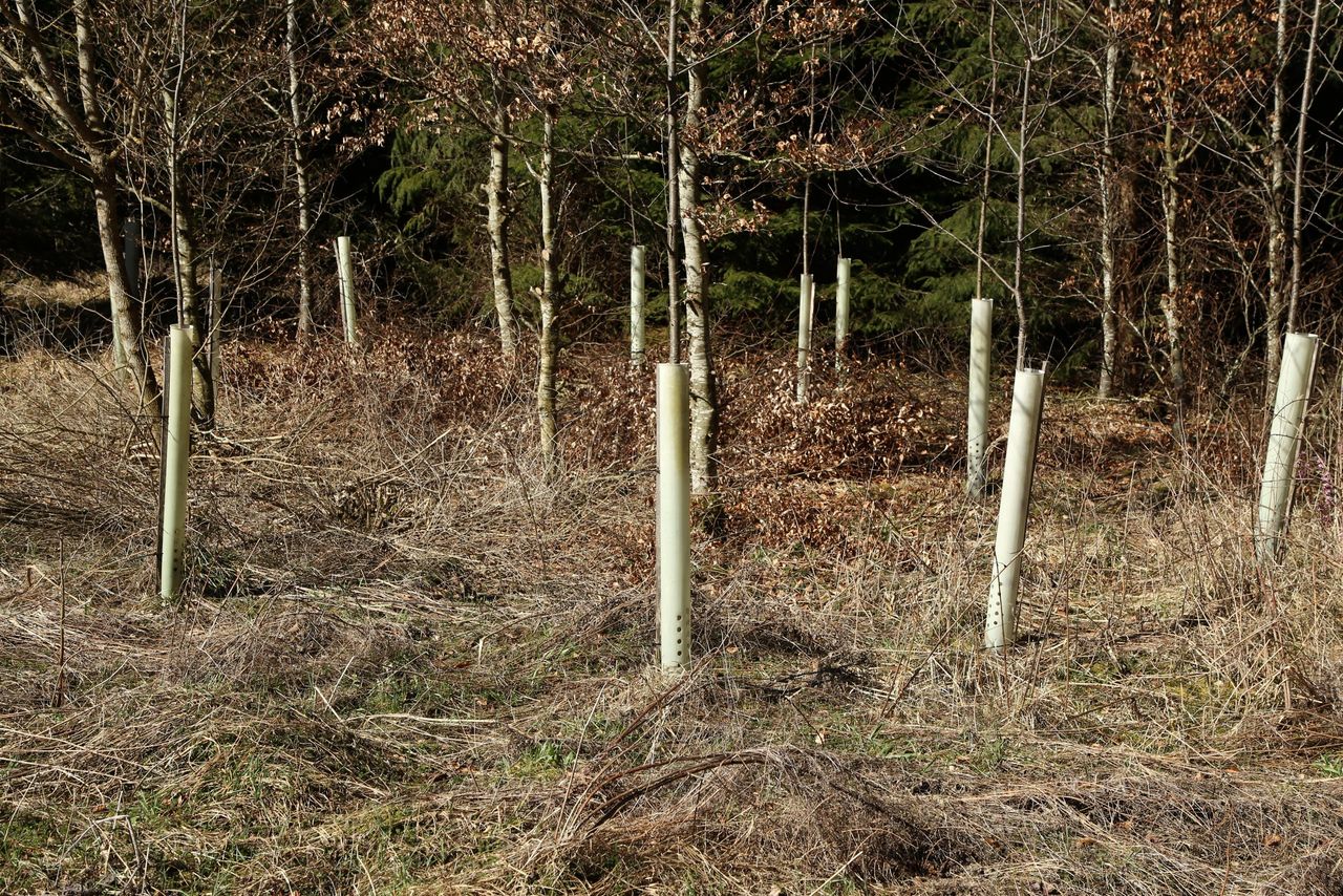 ‘Tree planting won’t suit every farm’ – UFU