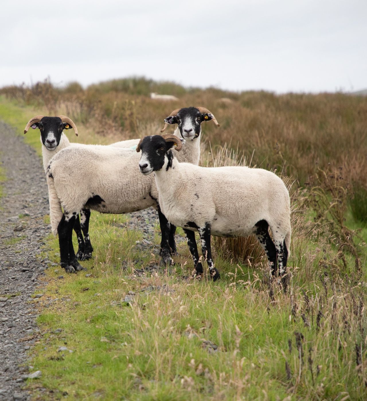 CAFRE open day to highlight productivity for sheep enterprises