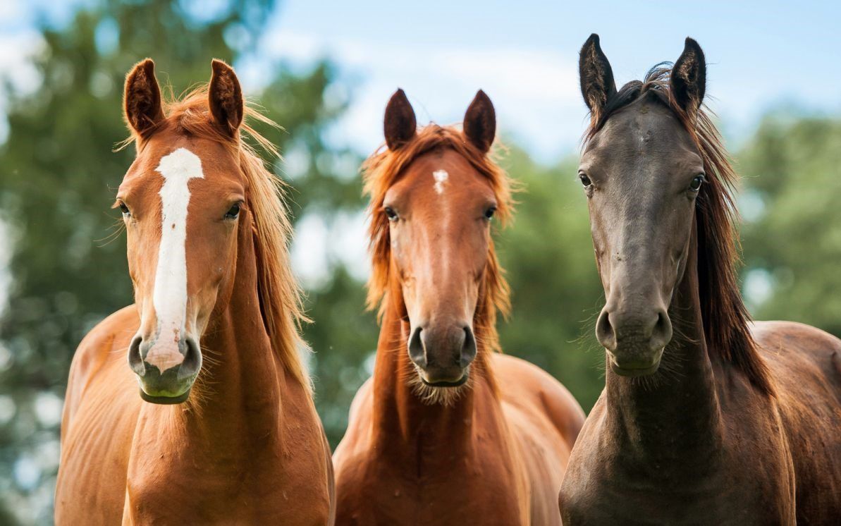 As healthy as a horse: Equine seminar set for next month