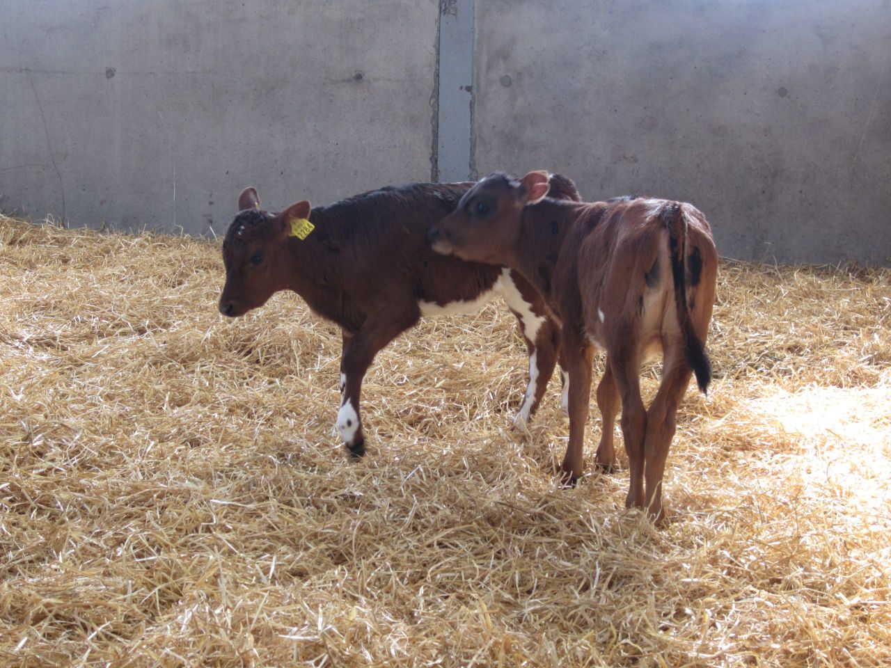 Straw prices continue to average close to €20/bale