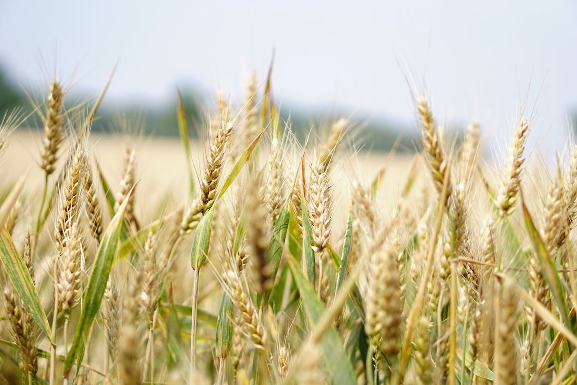 FAO: Global food imports to cost 2.2% more in 2024