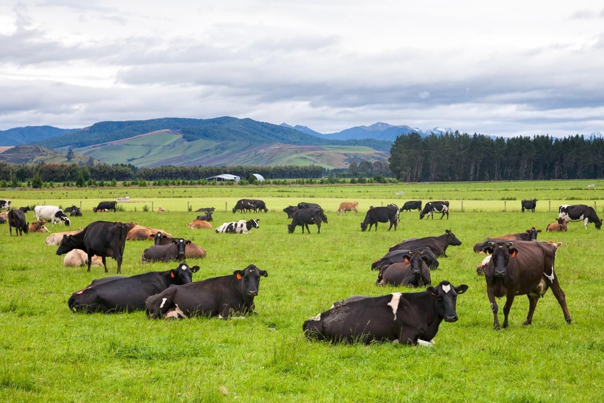 Technology to address environmental constraints on NZ dairy farms