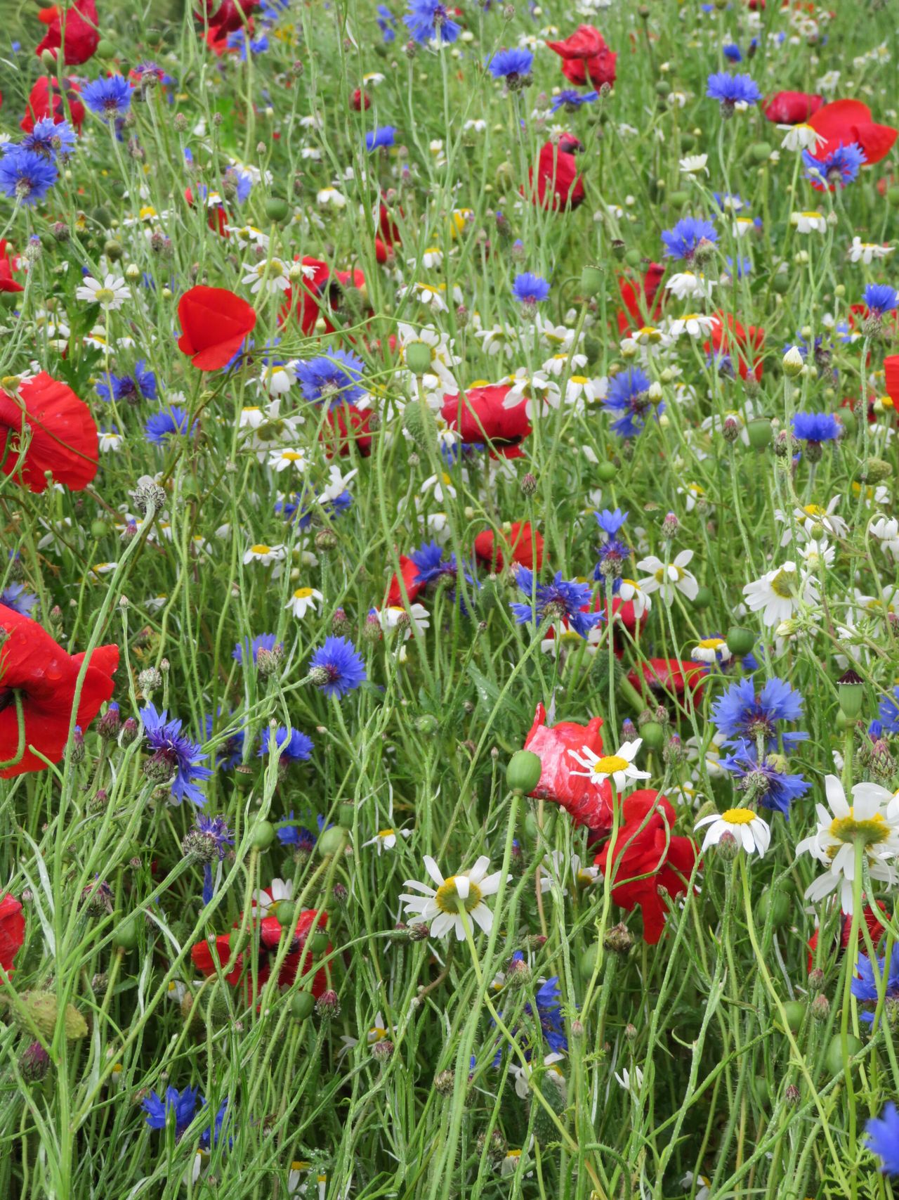 Last chance for farmers in the Midlands to apply for on-farm biodiversity grant