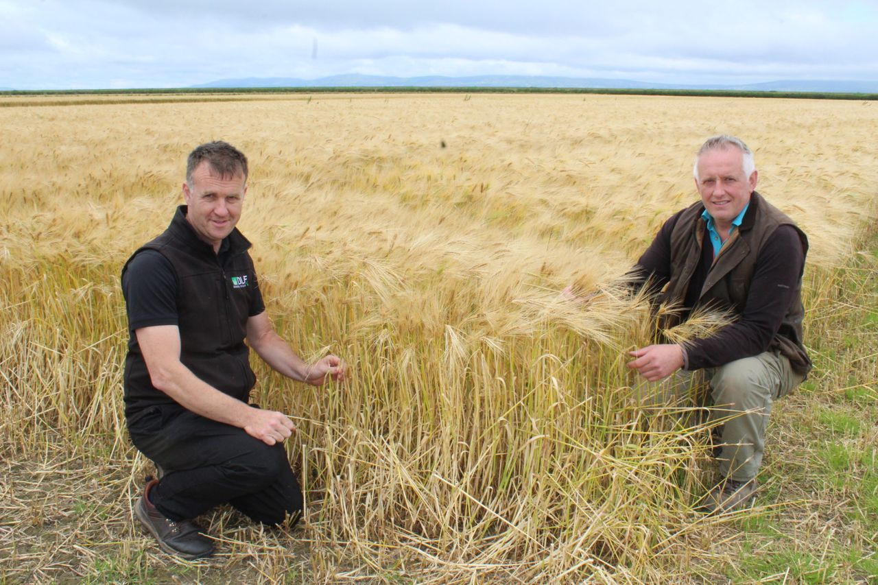 Using cattle slurry as fertiliser on growing cereal crops