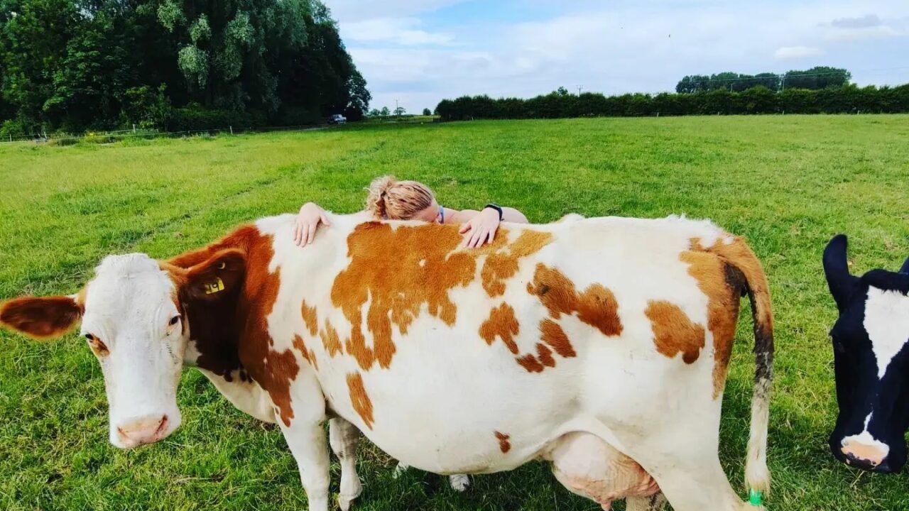 Dumble Farm attracts visitors with ‘cow cuddling’ experience