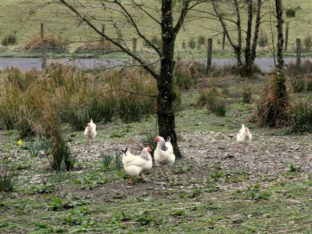 Avian influenza control measures to be lifted in the North