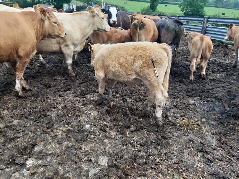 Graphic images: Calves targeted in ‘crossbow attack’