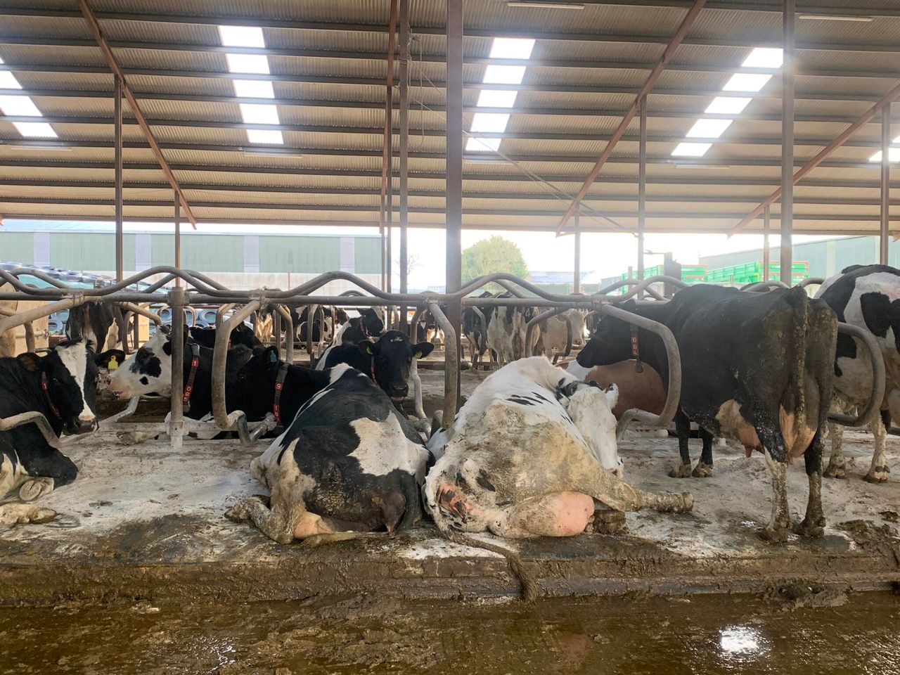Dairy advice: Managing BCS in late lactation cows