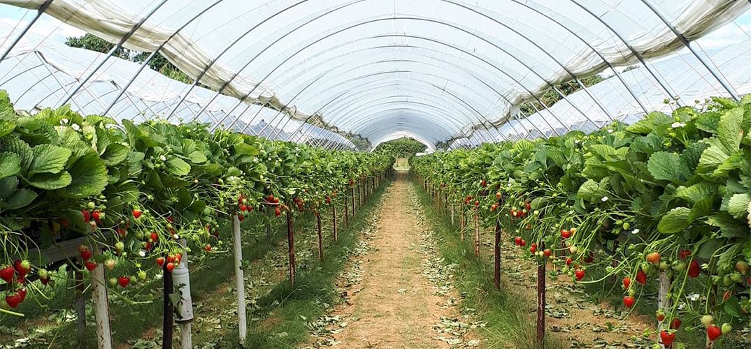 Researchers develop real-time software to tackle powdery mildew on strawberry crops