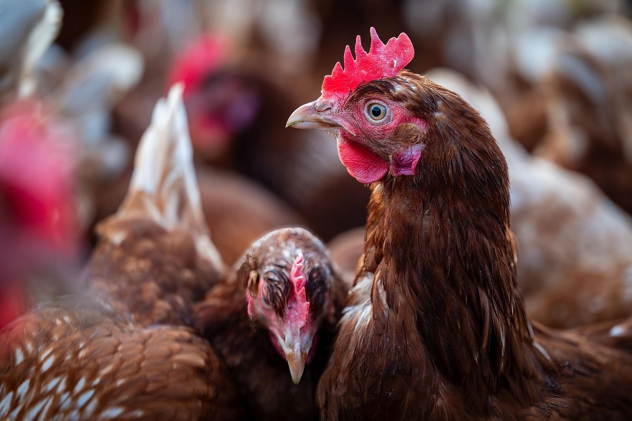 New EU resources aim to curb bird flu risk
