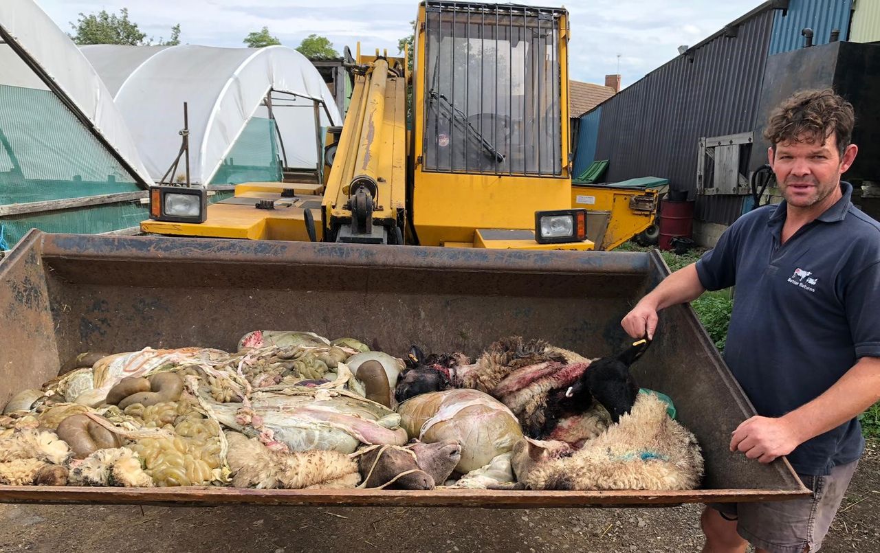 Farmer speaks of his devastation after illegal butchery of lambs and sheep