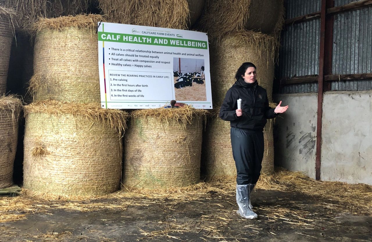 ‘Calf health is a good measure of calf welfare’ on farms